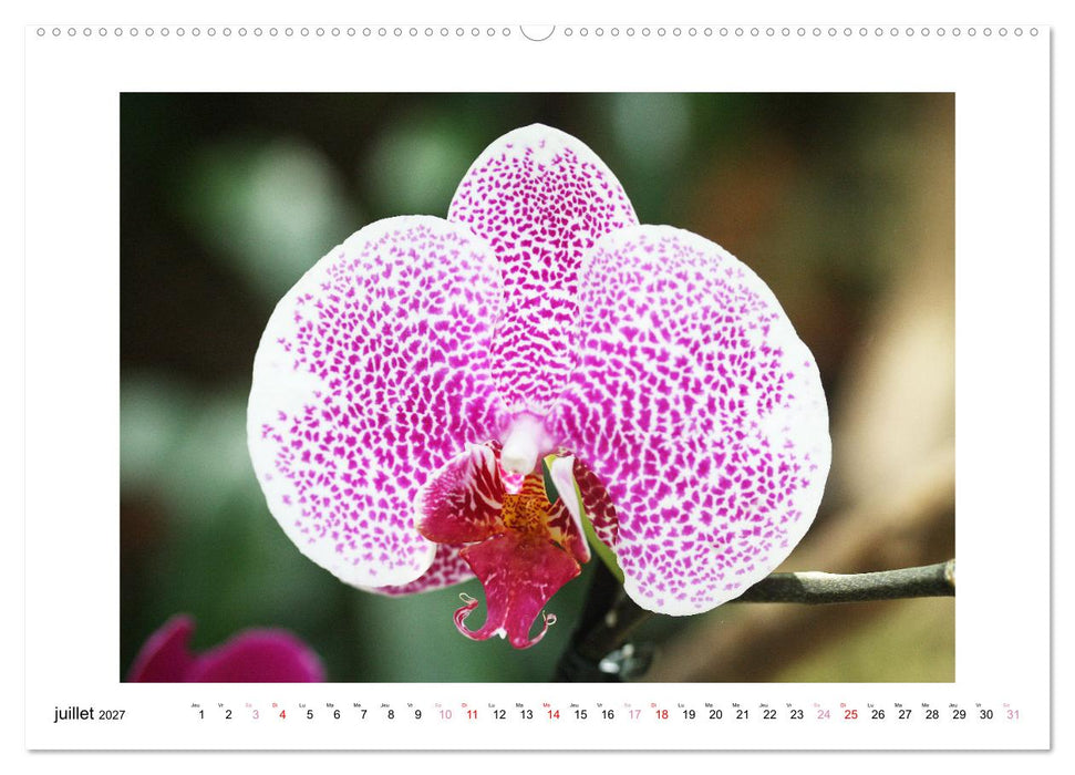 L'orchidée Phalaenopsis (CALVENDO Calendrier supérieur 2027)