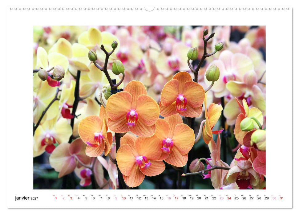 L'orchidée Phalaenopsis (CALVENDO Calendrier mensuel 2027)