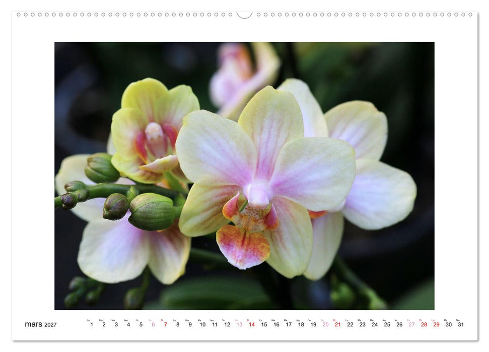 L'orchidée Phalaenopsis (CALVENDO Calendrier mensuel 2027)