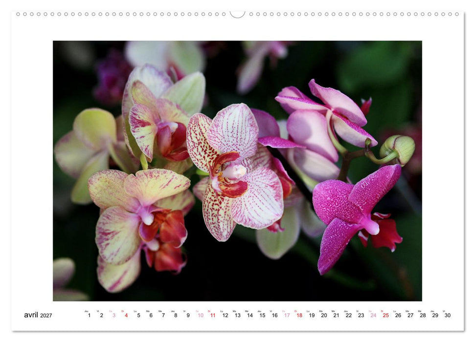 L'orchidée Phalaenopsis (CALVENDO Calendrier mensuel 2027)