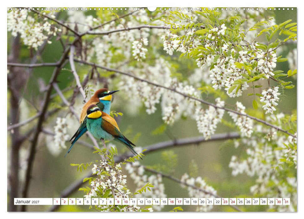 Bunte Flieger (CALVENDO Wandkalender 2027)