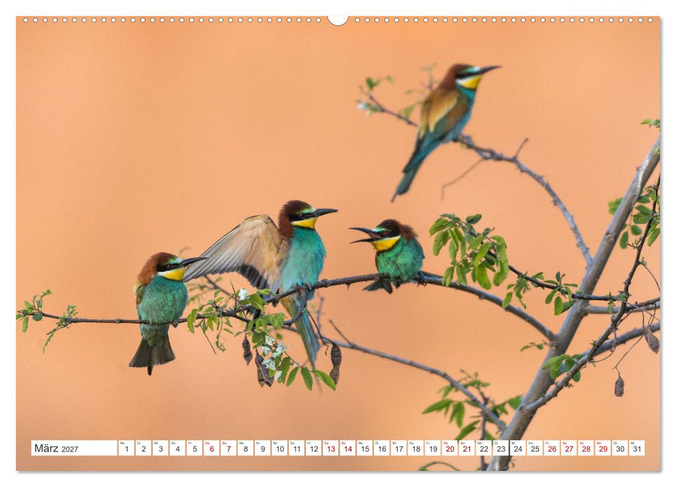 Bunte Flieger (CALVENDO Wandkalender 2027)