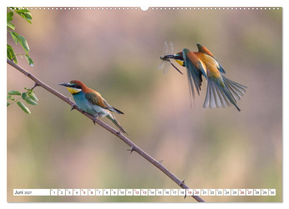 Bunte Flieger (CALVENDO Wandkalender 2027)