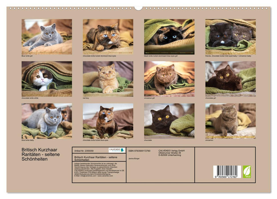 Britisch Kurzhaar Raritäten - seltene Schönheiten (CALVENDO Premium Wandkalender 2027)