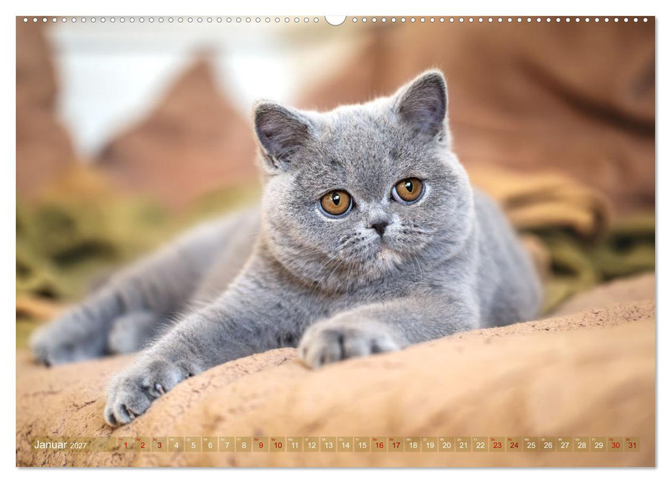 Britisch Kurzhaar Raritäten - seltene Schönheiten (CALVENDO Premium Wandkalender 2027)