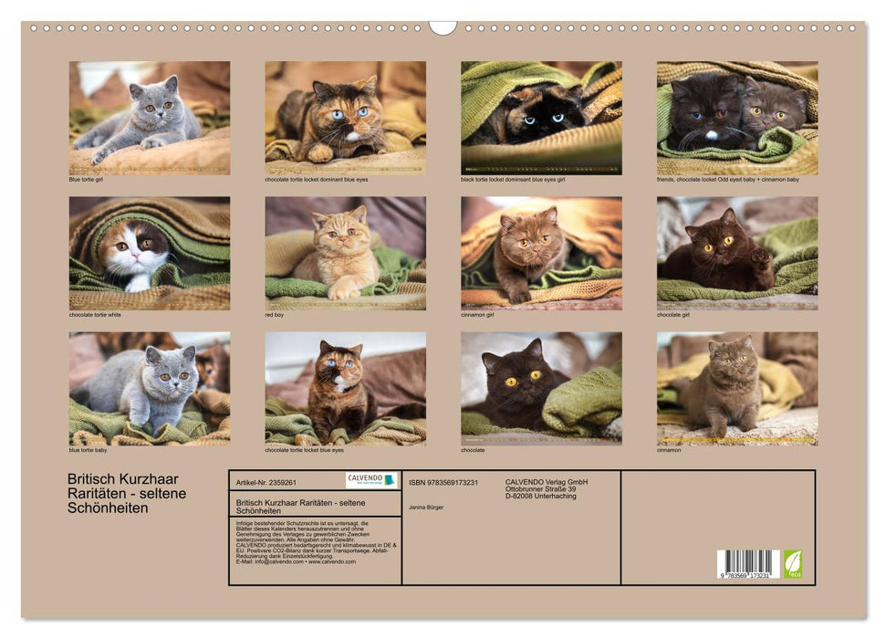Britisch Kurzhaar Raritäten - seltene Schönheiten (CALVENDO Wandkalender 2027)