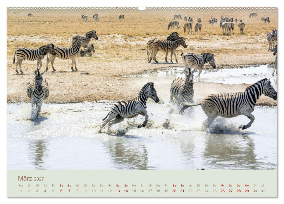 Zebras in Afrika (CALVENDO Premium Wandkalender 2027)
