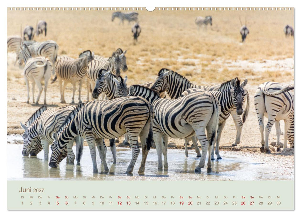 Zebras in Afrika (CALVENDO Premium Wandkalender 2027)