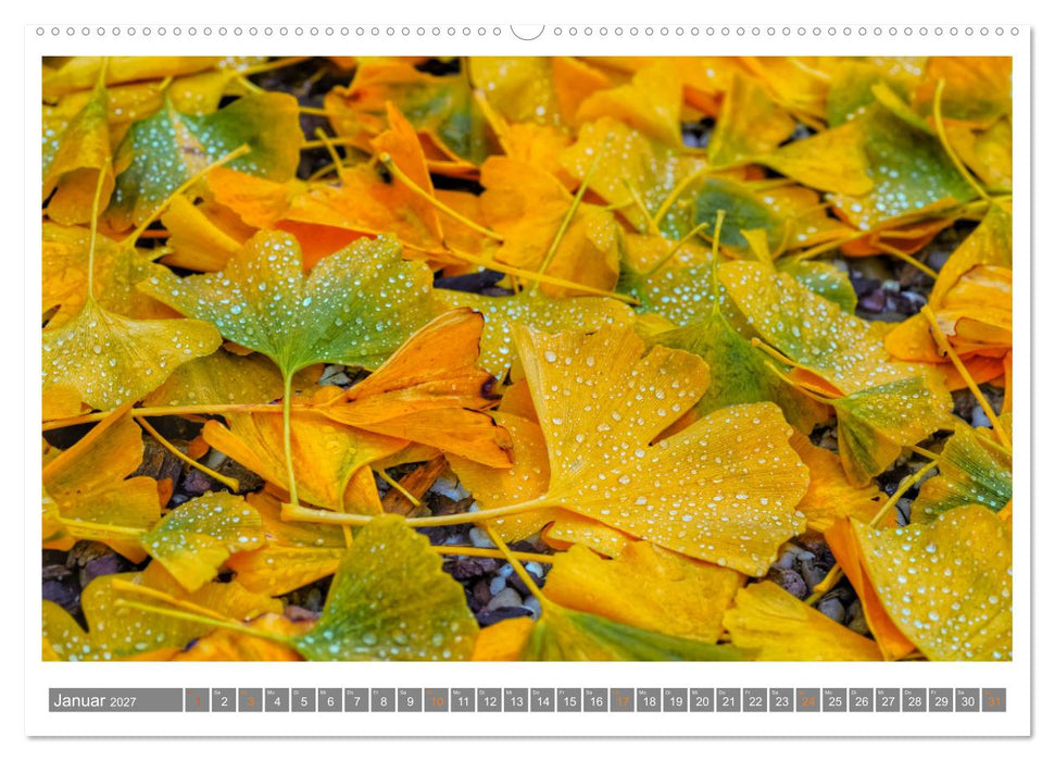Mit Ginkgo biloba durch das Jahr (CALVENDO Premium Wandkalender 2027)