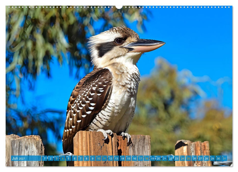 Der Kookaburra - Im australischen Busch mit dem lachenden Hans (CALVENDO Premium Wandkalender 2027)
