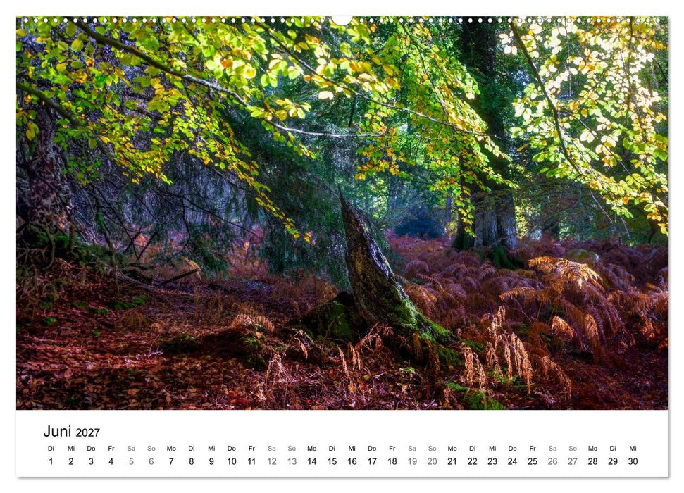 Magie der Wälder Britanniens (CALVENDO Premium Wandkalender 2027)