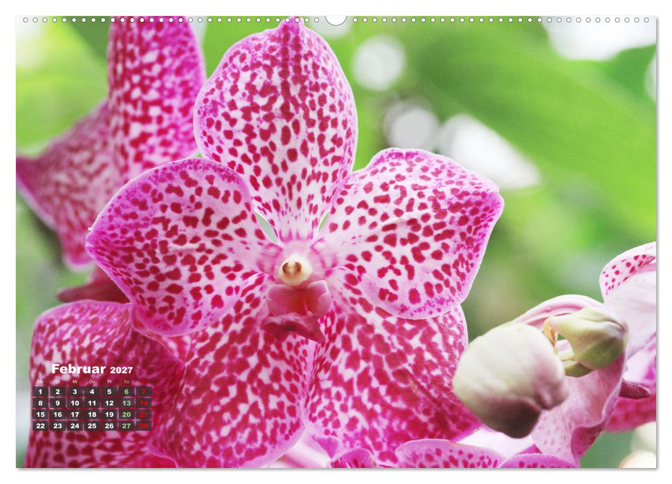 Prächtige Orchideen (CALVENDO Wandkalender 2027)