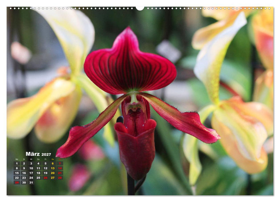 Prächtige Orchideen (CALVENDO Wandkalender 2027)