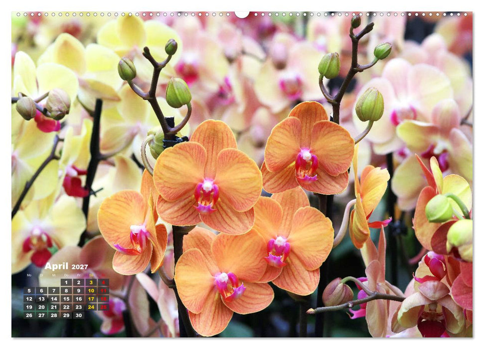 Prächtige Orchideen (CALVENDO Wandkalender 2027)