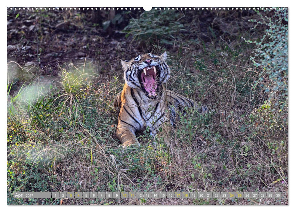 Tiger von Ranthambore (CALVENDO Premium Wandkalender 2027)