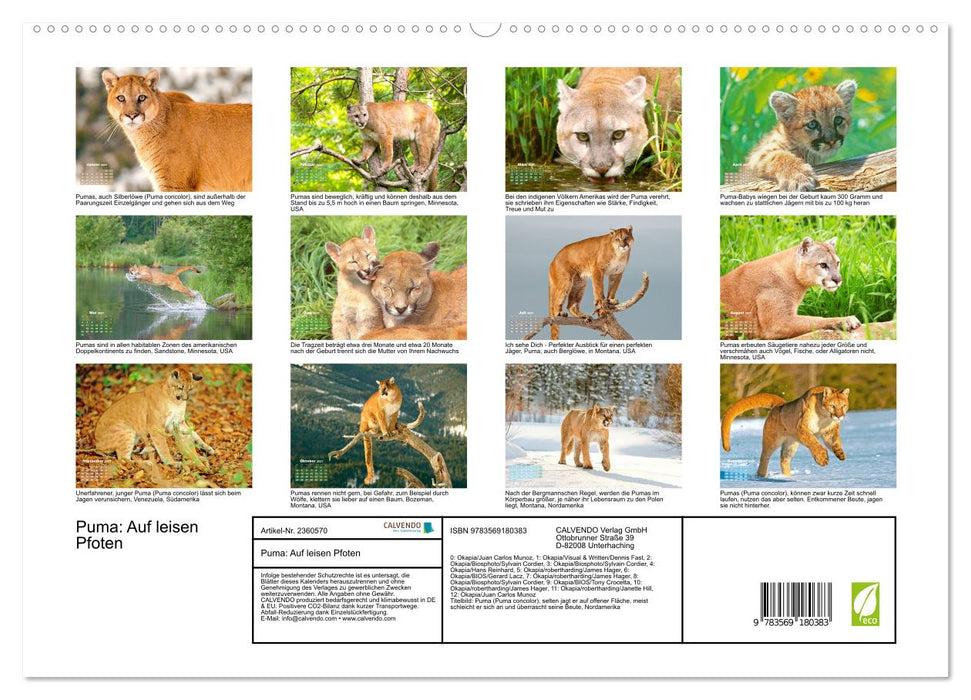 Puma: Auf leisen Pfoten (CALVENDO Premium Wandkalender 2027)