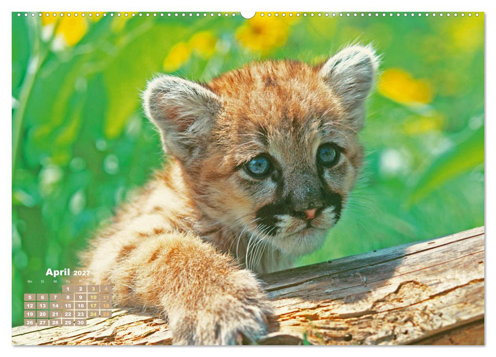 Puma: Auf leisen Pfoten (CALVENDO Premium Wandkalender 2027)