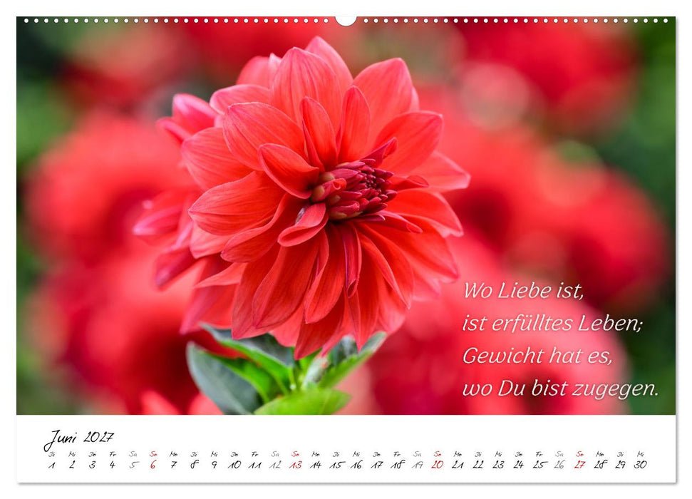Dahlien Poesie (CALVENDO Wandkalender 2027)