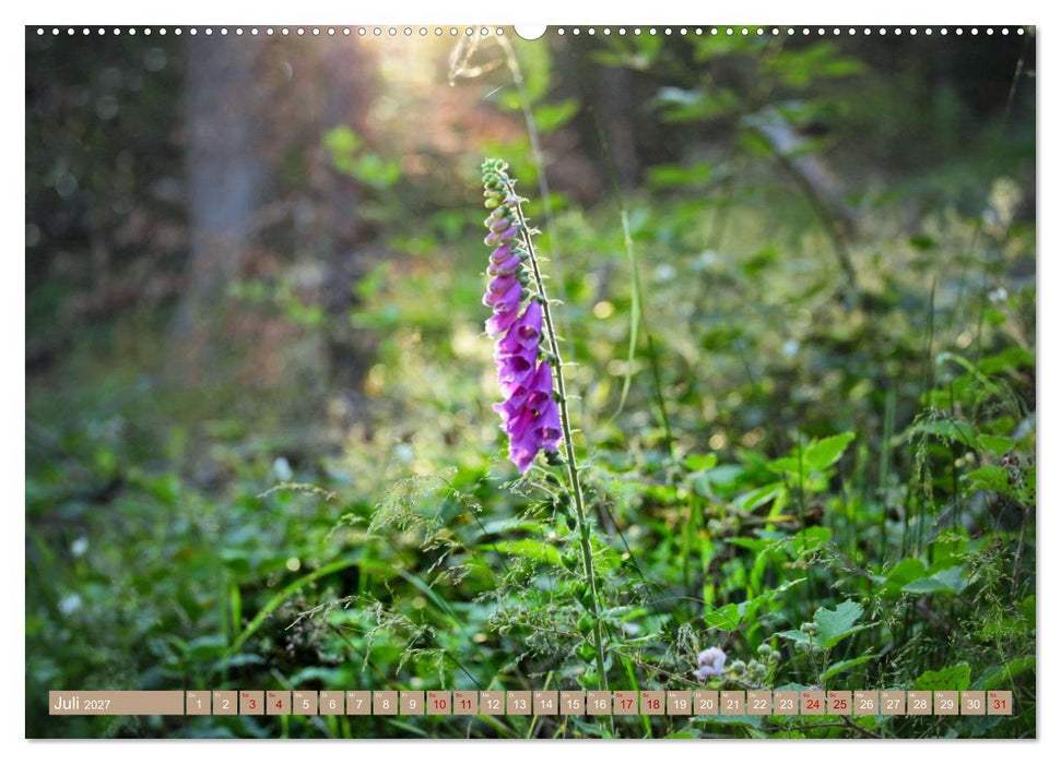 Der Wald - Ort der Ruhe und Besinnung (CALVENDO Premium Wandkalender 2027)