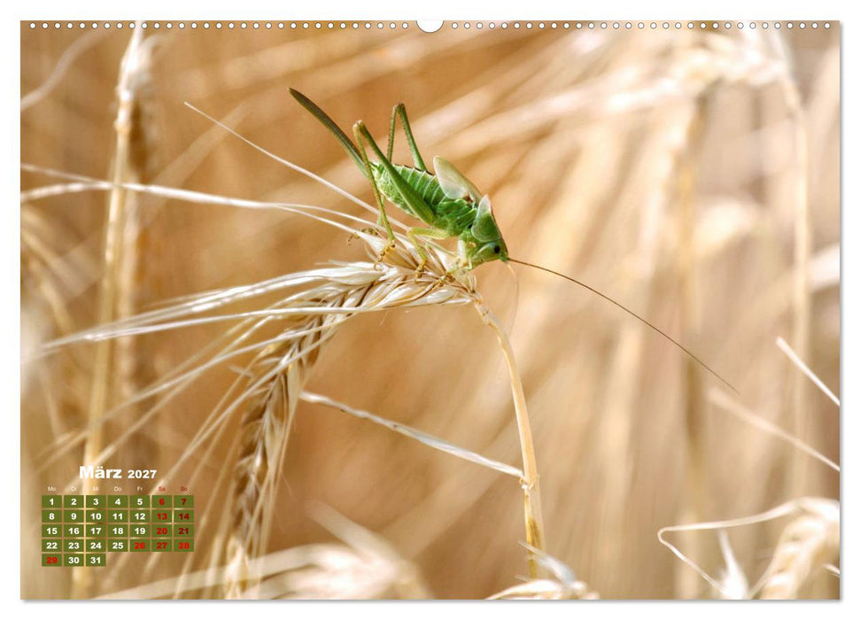 Klein aber oho. Die bunte Welt der Insekten (CALVENDO Premium Wandkalender 2027)