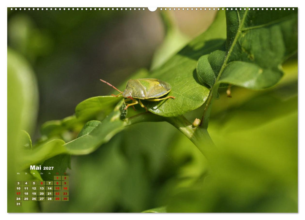 Klein aber oho. Die bunte Welt der Insekten (CALVENDO Premium Wandkalender 2027)