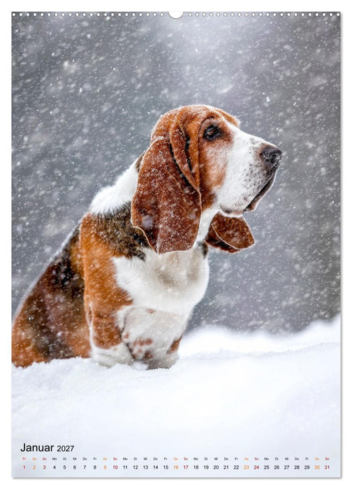 Basset Hound - freundlich und anhänglich (CALVENDO Wandkalender 2027)