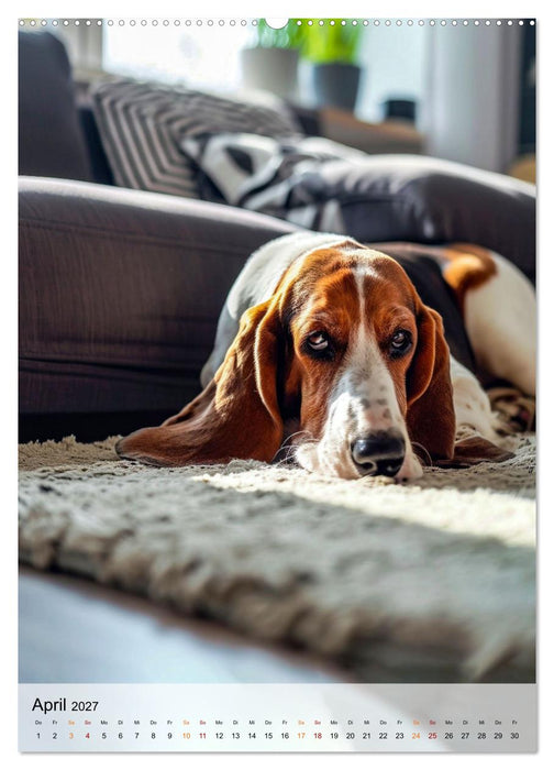 Basset Hound - freundlich und anhänglich (CALVENDO Wandkalender 2027)