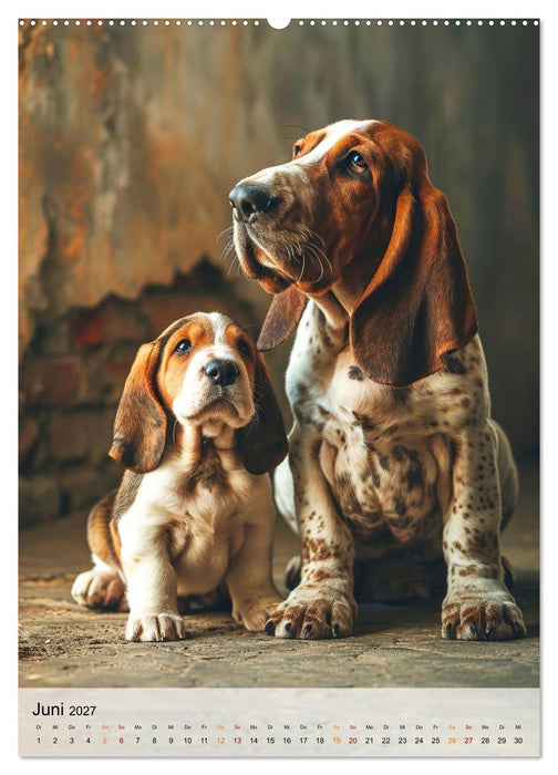 Basset Hound - freundlich und anhänglich (CALVENDO Wandkalender 2027)