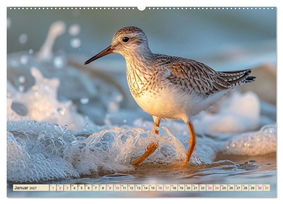 Strandläufer - immer flink unterwegs (CALVENDO Premium Wandkalender 2027)