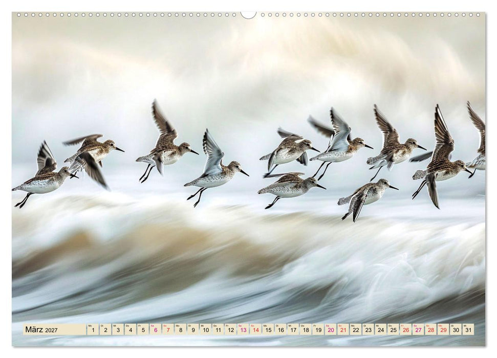 Strandläufer - immer flink unterwegs (CALVENDO Premium Wandkalender 2027)