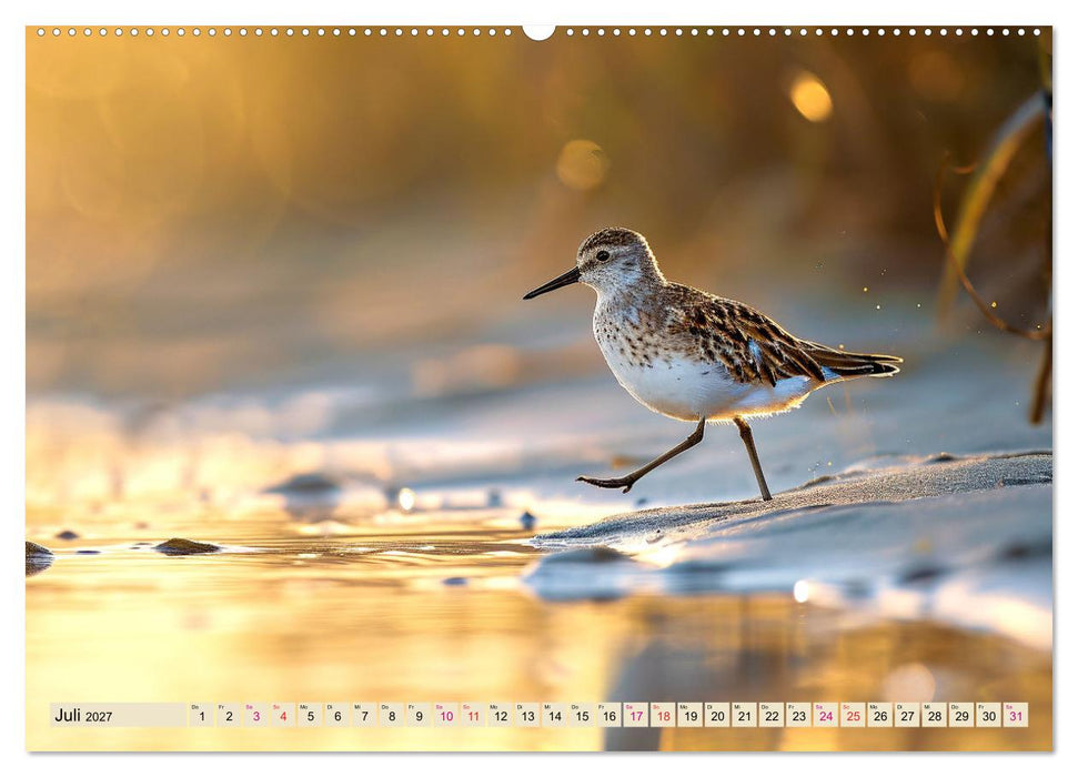 Strandläufer - immer flink unterwegs (CALVENDO Premium Wandkalender 2027)