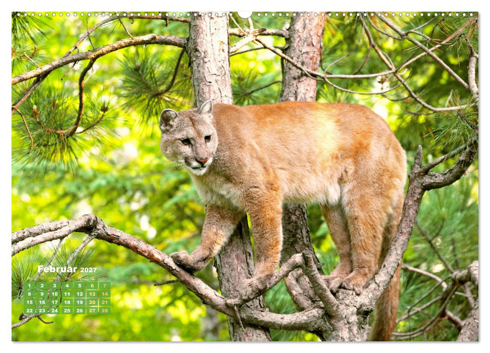 Puma: Auf leisen Pfoten (CALVENDO Wandkalender 2027)
