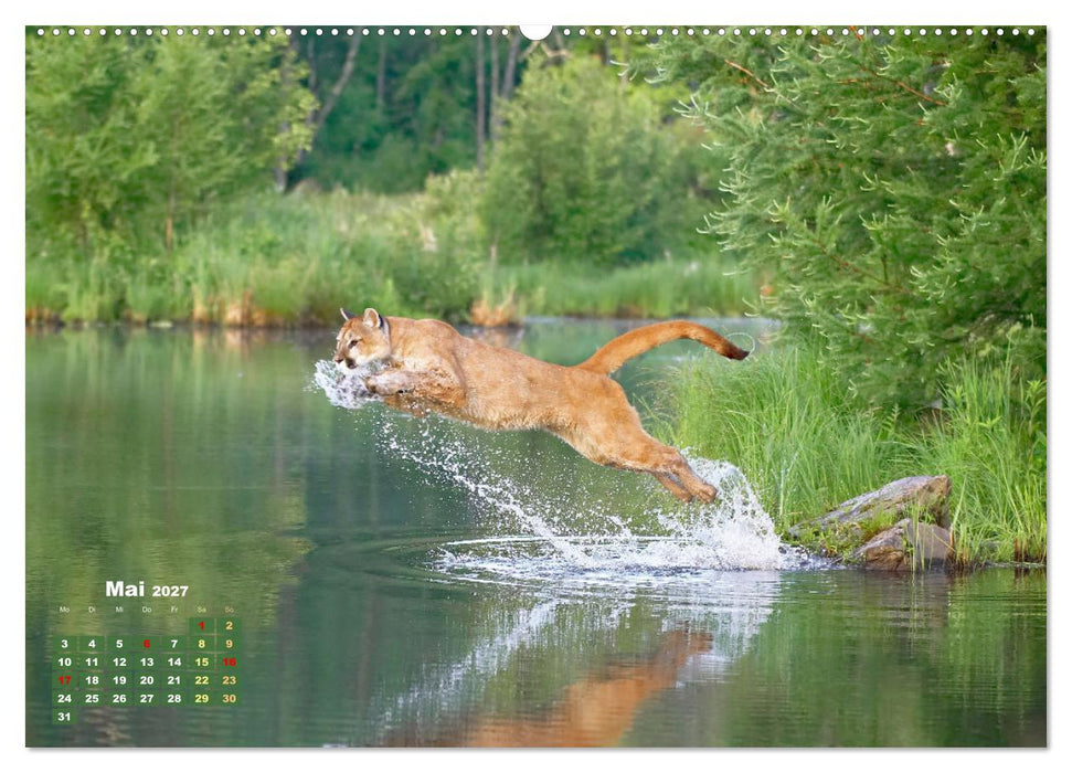Puma: Auf leisen Pfoten (CALVENDO Wandkalender 2027)