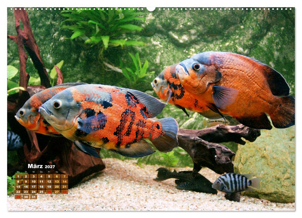 Glanz im Aquarium: Süßwasserfische (CALVENDO Premium Wandkalender 2027)