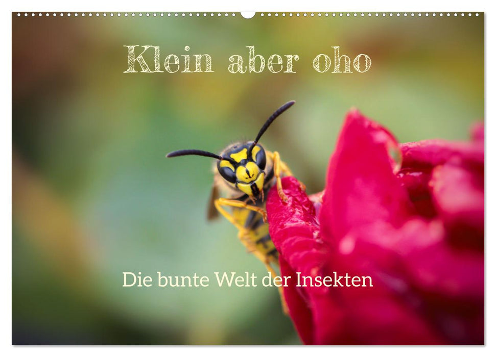 Klein aber oho. Die bunte Welt der Insekten (CALVENDO Wandkalender 2027)
