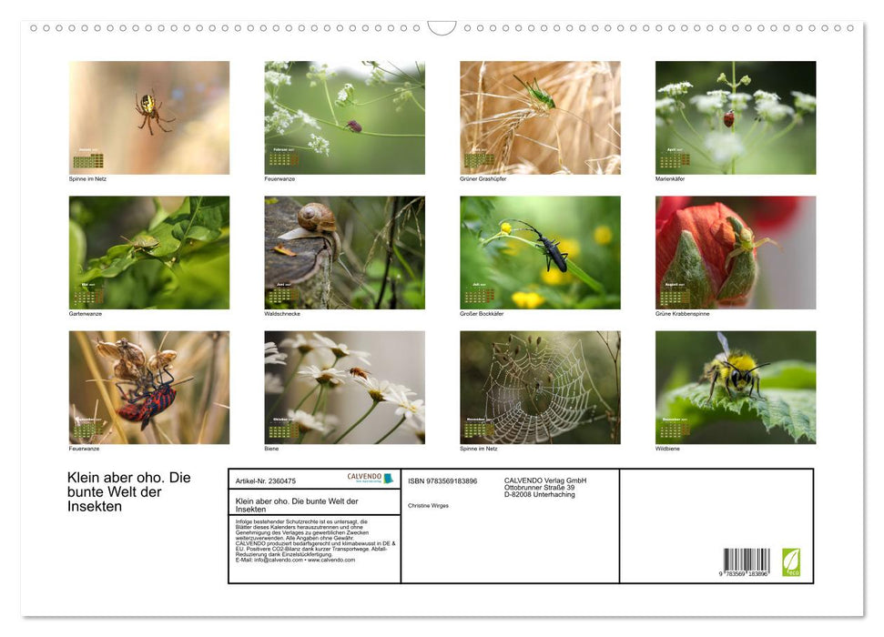 Klein aber oho. Die bunte Welt der Insekten (CALVENDO Wandkalender 2027)