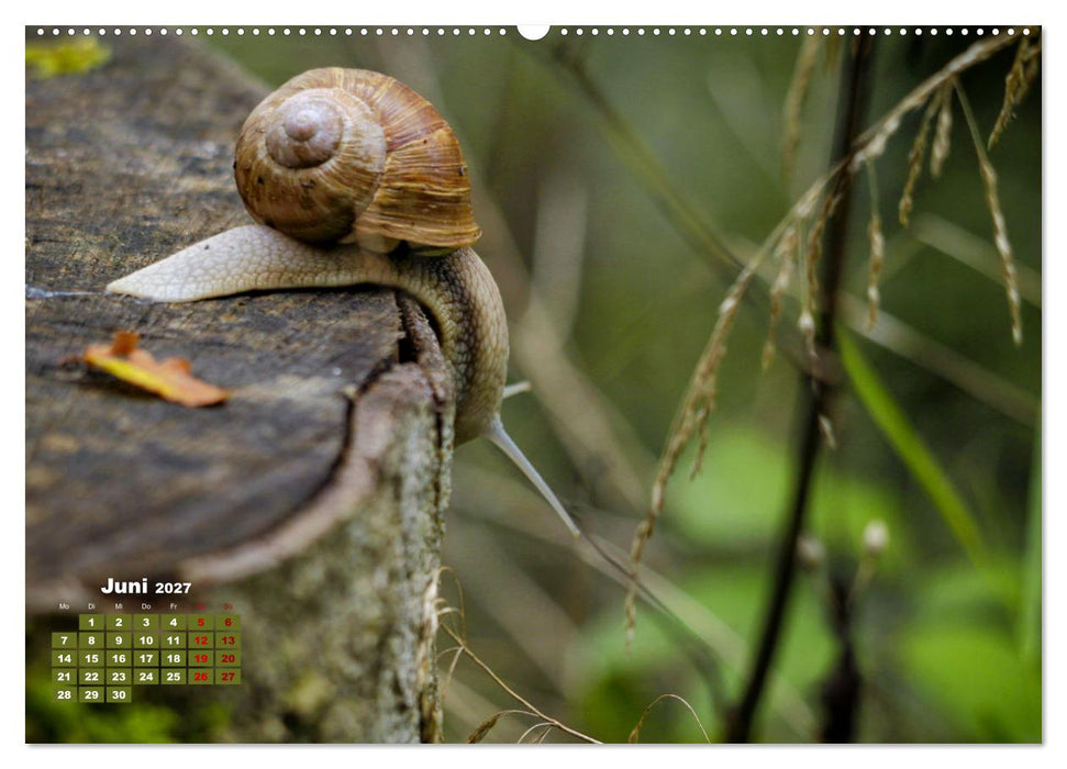 Klein aber oho. Die bunte Welt der Insekten (CALVENDO Wandkalender 2027)