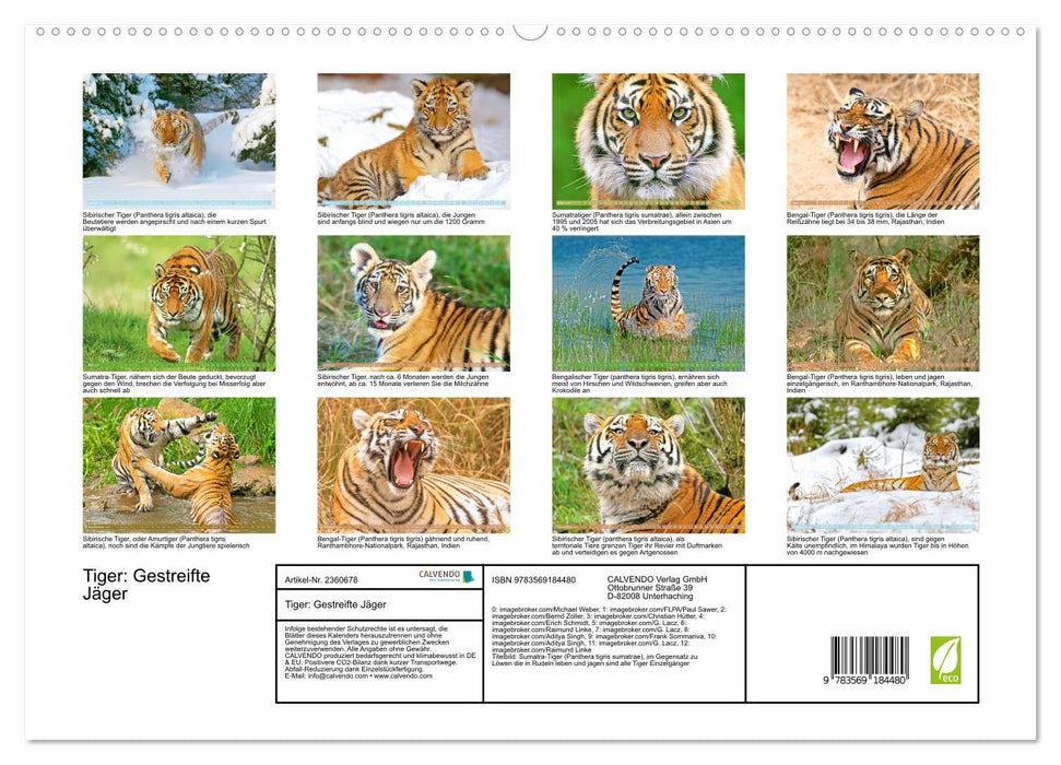 Tiger: Gestreifte Jäger (CALVENDO Premium Wandkalender 2027)
