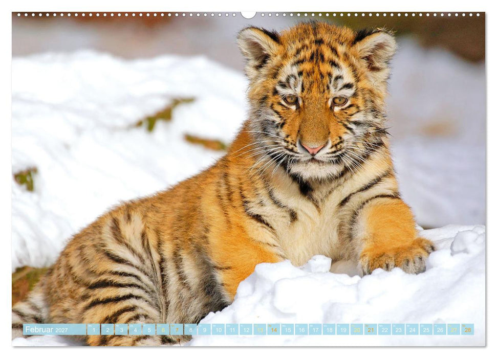Tiger: Gestreifte Jäger (CALVENDO Premium Wandkalender 2027)