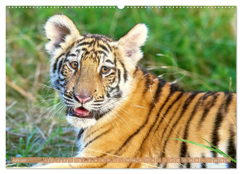 Tiger: Gestreifte Jäger (CALVENDO Premium Wandkalender 2027)