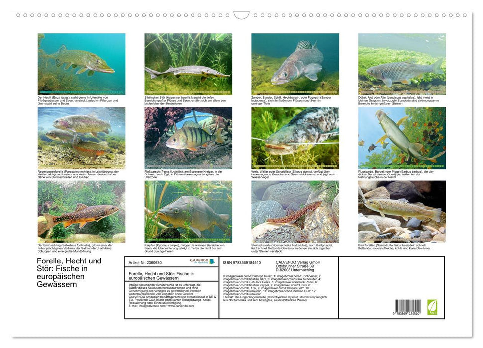 Forelle, Hecht und Stör: Fische in europäischen Gewässern (CALVENDO Wandkalender 2027)
