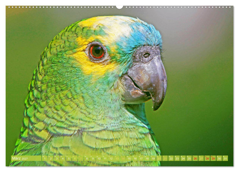 Farbenfrohe Papageien (CALVENDO Wandkalender 2027)