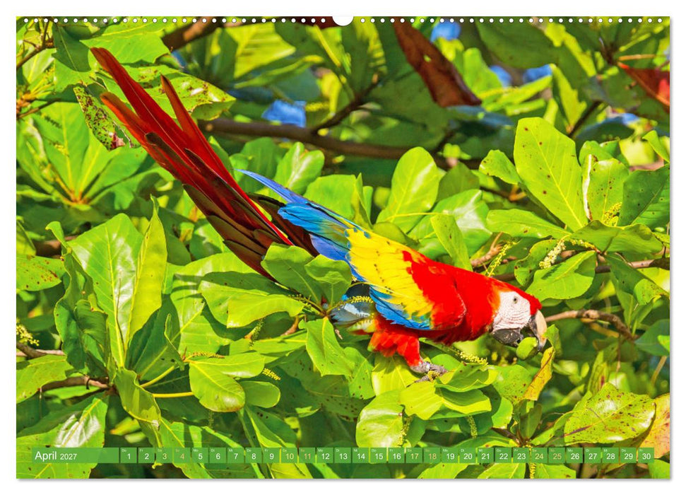 Farbenfrohe Papageien (CALVENDO Wandkalender 2027)