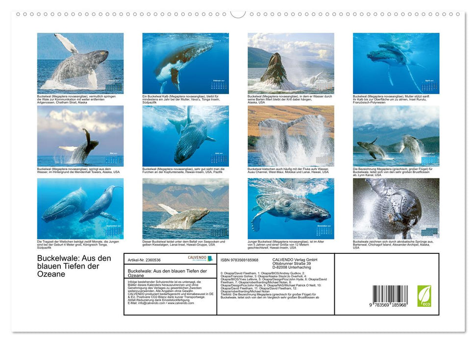 Buckelwale: Aus den blauen Tiefen der Ozeane (CALVENDO Premium Wandkalender 2027)