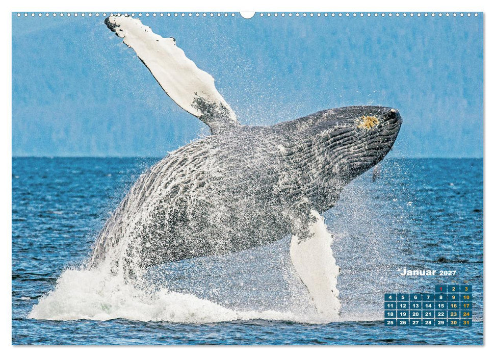 Buckelwale: Aus den blauen Tiefen der Ozeane (CALVENDO Premium Wandkalender 2027)