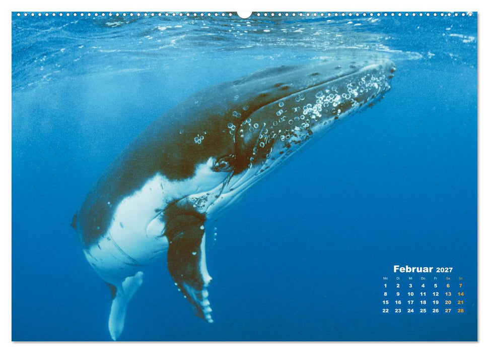 Buckelwale: Aus den blauen Tiefen der Ozeane (CALVENDO Premium Wandkalender 2027)