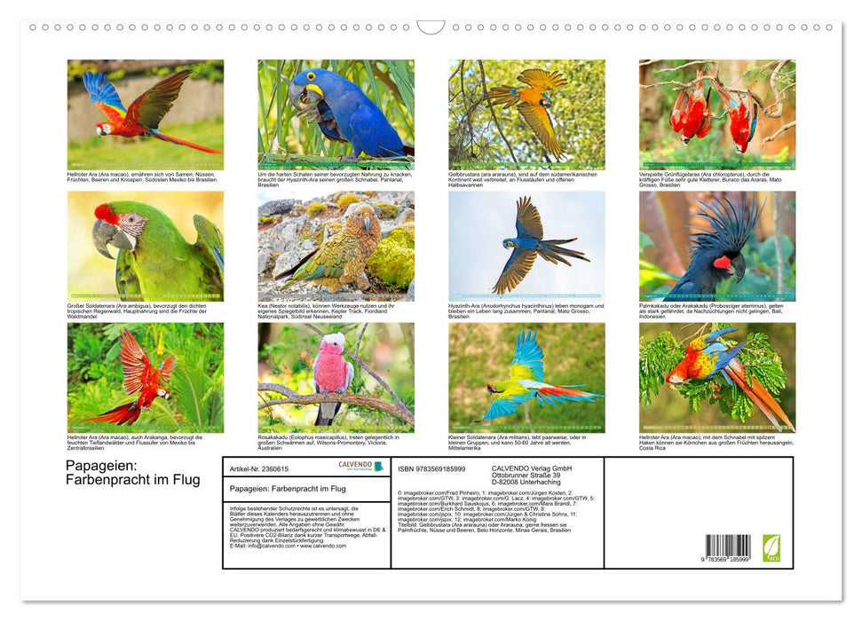 Papageien: Farbenpracht im Flug (CALVENDO Wandkalender 2027)