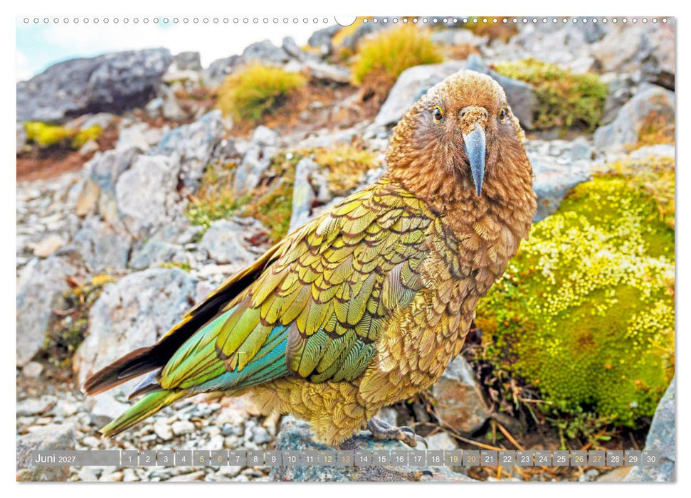 Papageien: Farbenpracht im Flug (CALVENDO Wandkalender 2027)