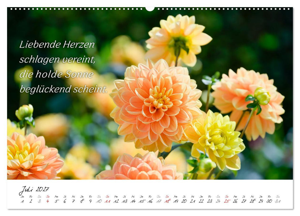 Dahlien Poesie (CALVENDO Premium Wandkalender 2027)