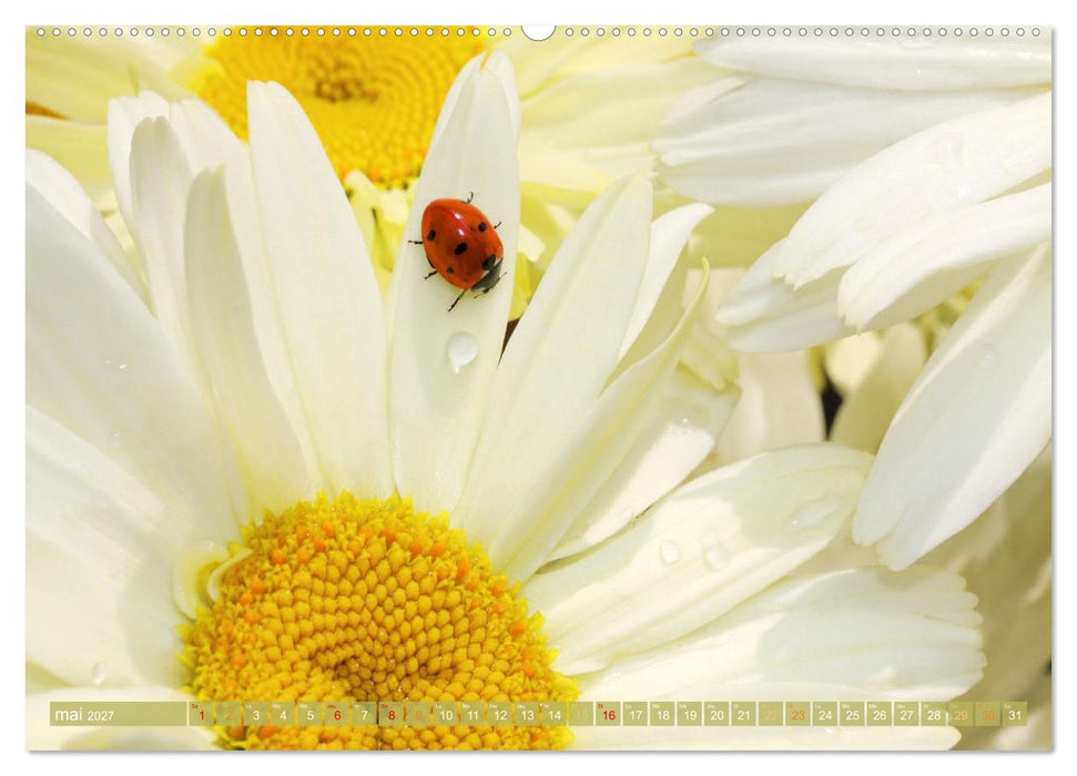 Une fête de fleurs (CALVENDO Calendrier mensuel 2027)